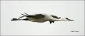 Sandhill-Crane;New-Mexico;Southwest-USA;Flight;flying-bird;one-animal;close-up;c